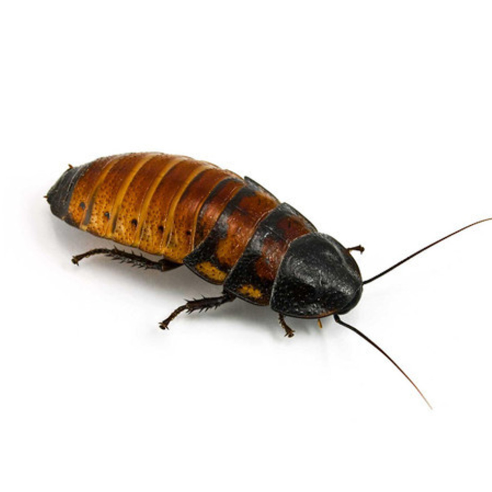 Madagascar Hissing Cockroach (Gromphadorhina portentosa) – Captive-Bred Insect Pet | Easy Exotic Species