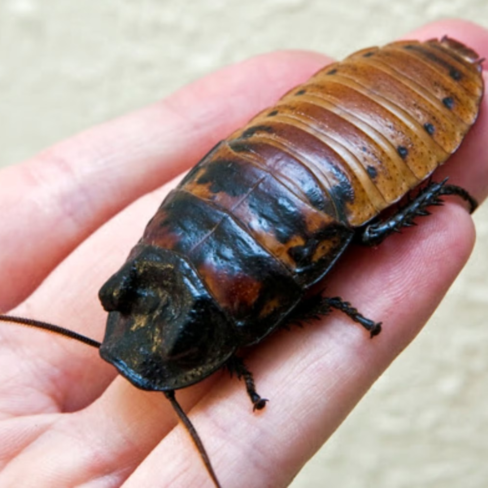 Madagascar Hissing Cockroach (Gromphadorhina portentosa) – Captive-Bred Insect Pet | Easy Exotic Species