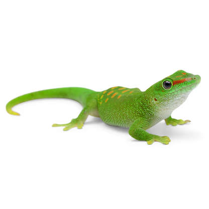 Day Gecko (Phelsuma sp.) – Captive-Bred Tropical Lizard | Active Arboreal Species