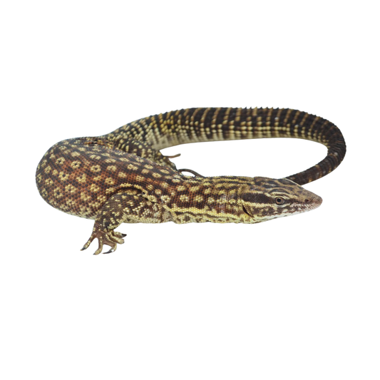 Red Ackie Monitor (Varanus acanthurus acanthurus) –
