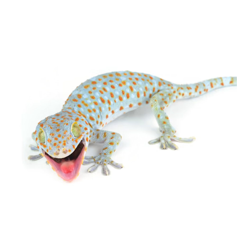 Tokay Gecko (Gekko gecko)