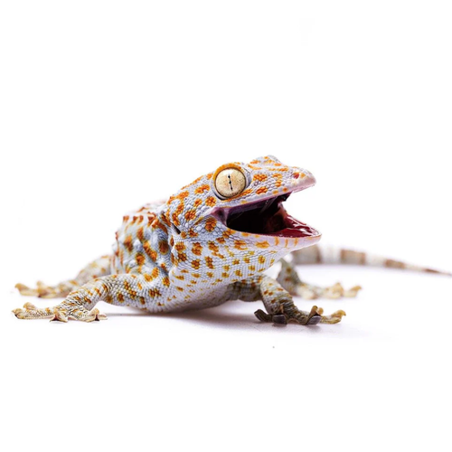 Tokay Gecko (Gekko gecko)