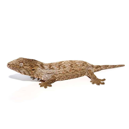 Leachianus Gecko (Rhacodactylus leachianus)
