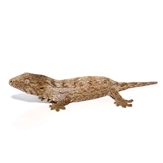 Leachianus Gecko (Rhacodactylus leachianus)