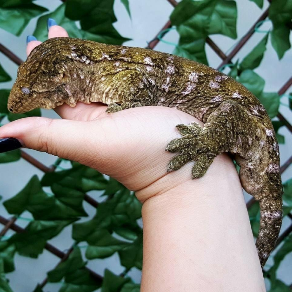 Leachianus Gecko (Rhacodactylus leachianus)