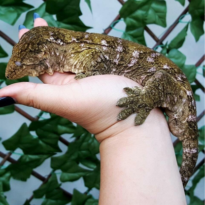 Leachianus Gecko (Rhacodactylus leachianus)