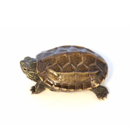 Reeves Turtle (Chinese Pond Turtle)
