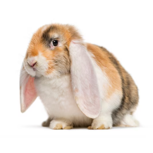 Lop Rabbits Mini Lops- For Sale