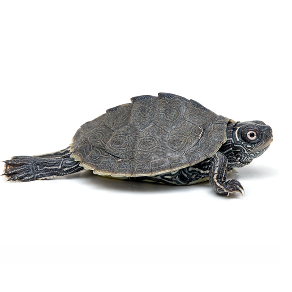 False Map Turtle (Graptemys pseudogeographica) - For Sale