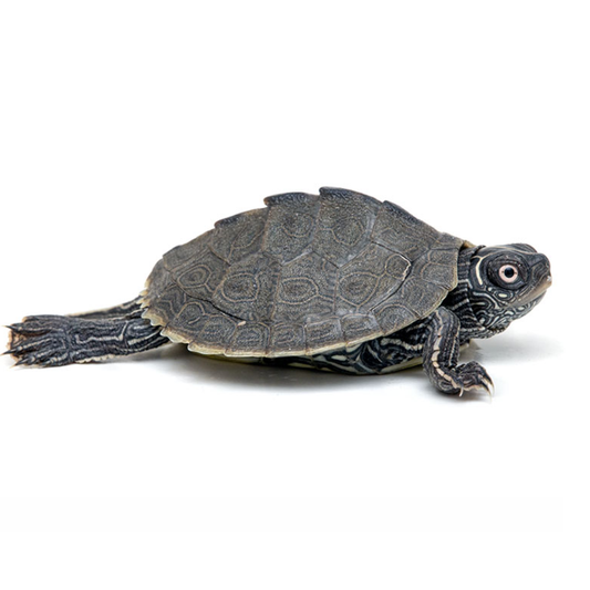 False Map Turtle (Graptemys pseudogeographica) - For Sale
