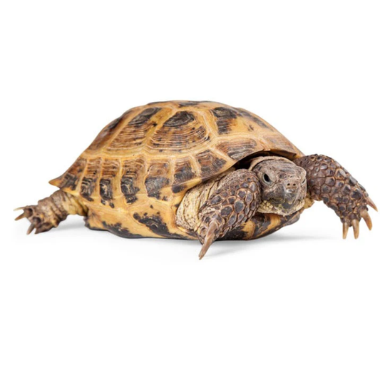 Russian Tortoise (Testudo horsfieldii) — For Sale