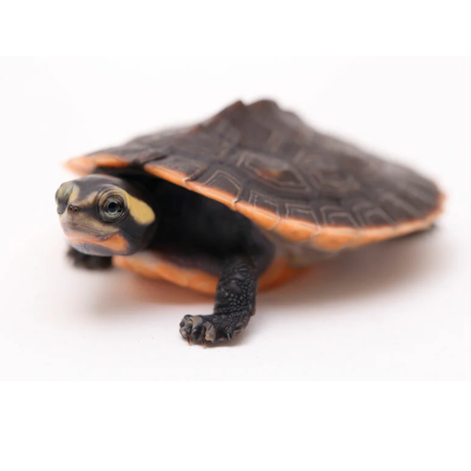 Pink-Bellied Side-Neck Turtle (Emydura subglobosa) — For Sale