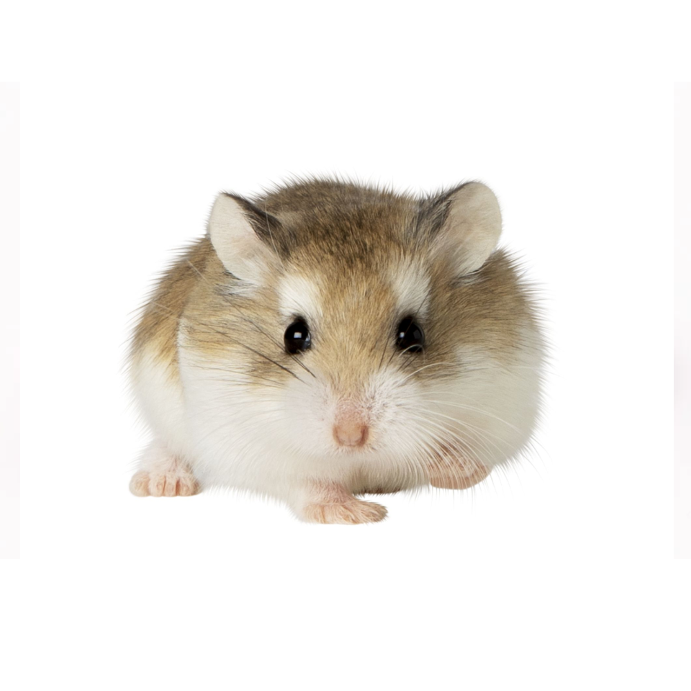 Roborovski Hamster (Robo) — For Sale