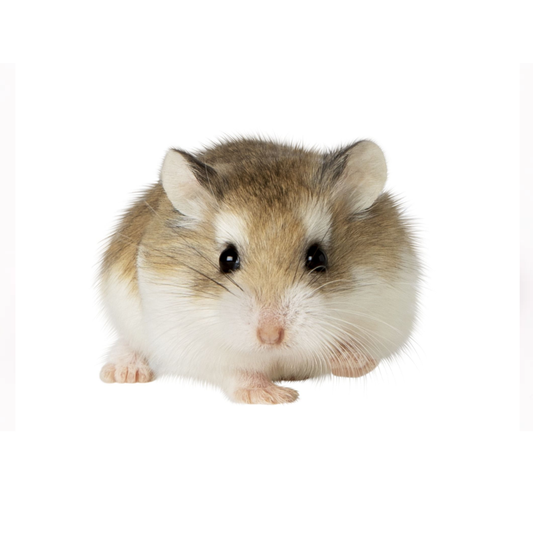 Roborovski Hamster (Robo) — For Sale