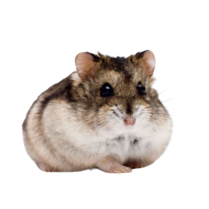 Russian Dwarf Hamster (Winter White & Campbell's) — For Sale