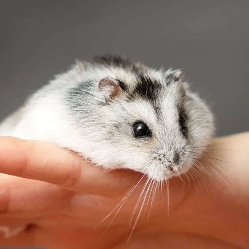 Russian Dwarf Hamster (Winter White & Campbell's) — For Sale