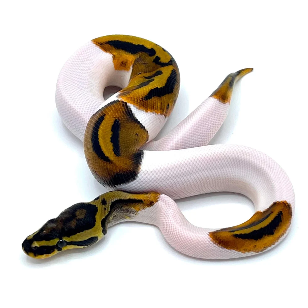 Piebald Ball Python