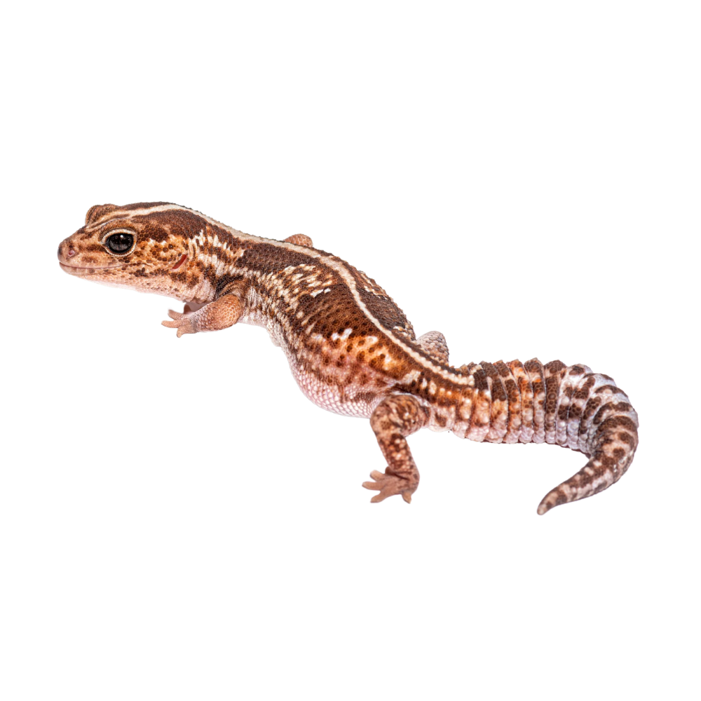 African Fat-Tailed Gecko Care | Hemitheconyx Caudicinctus