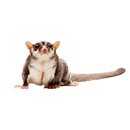 Sugar Glider Care & Supplies Malta