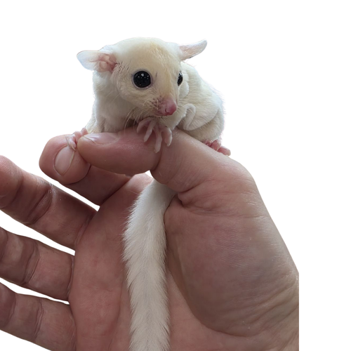 Leucistic Sugar Glider Care & Supplies Malta | White Sugar Glider