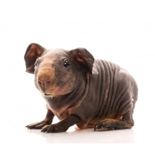 Skinny Pig Care & Small Animal | Hairless Guinea Pig