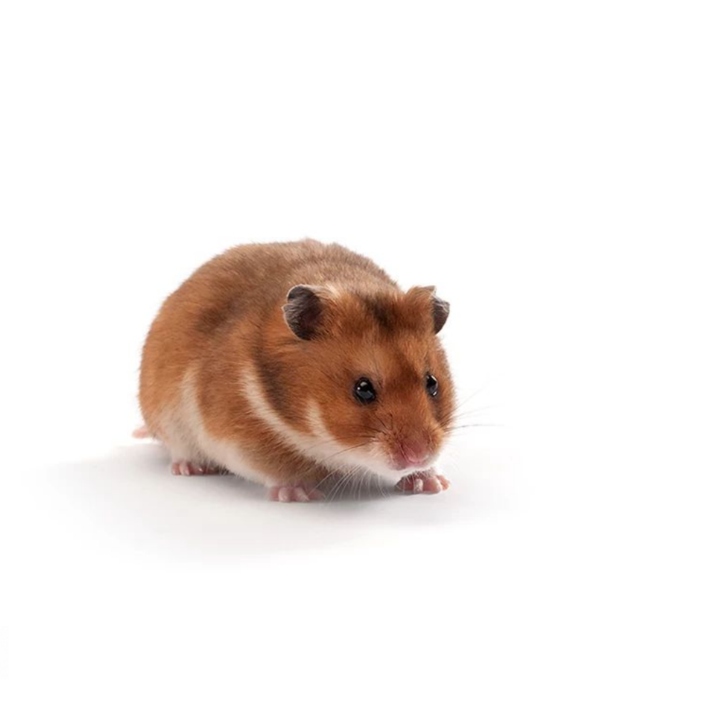 Syrian Hamster | Golden Hamster