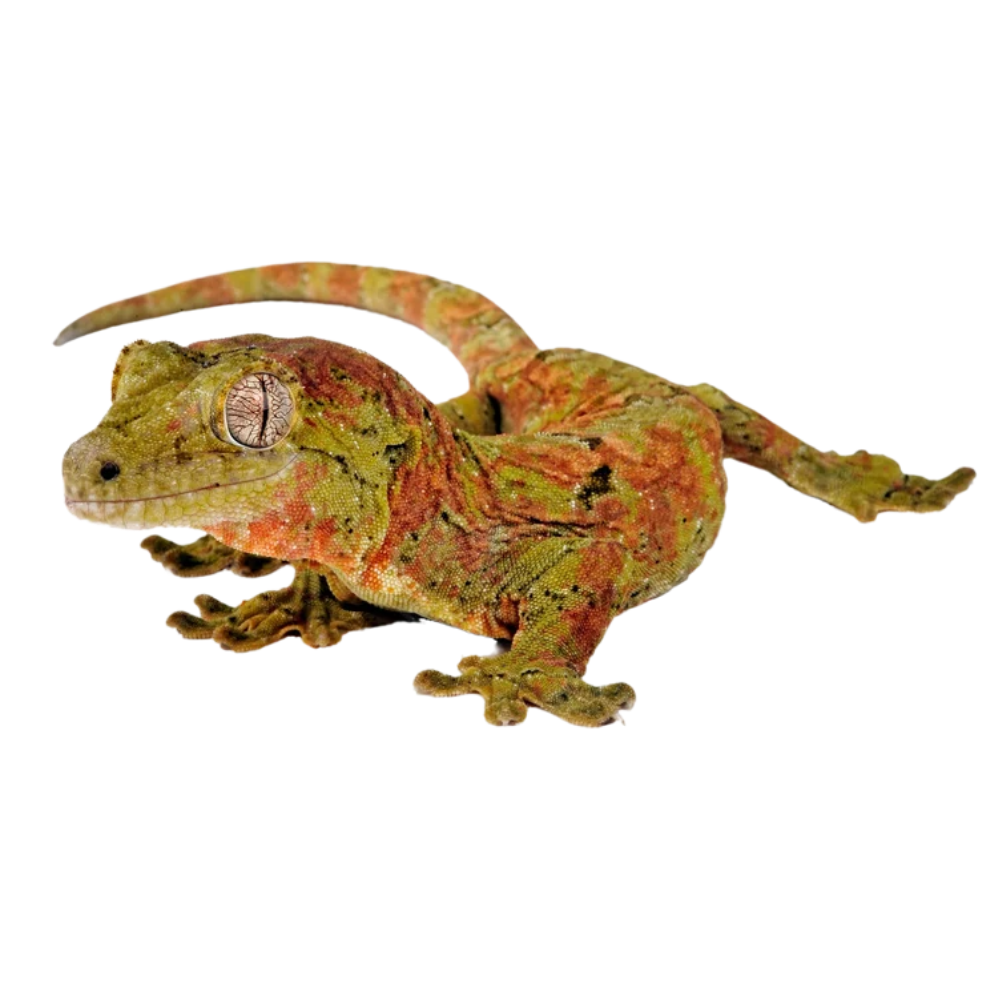 Chahoua Gecko