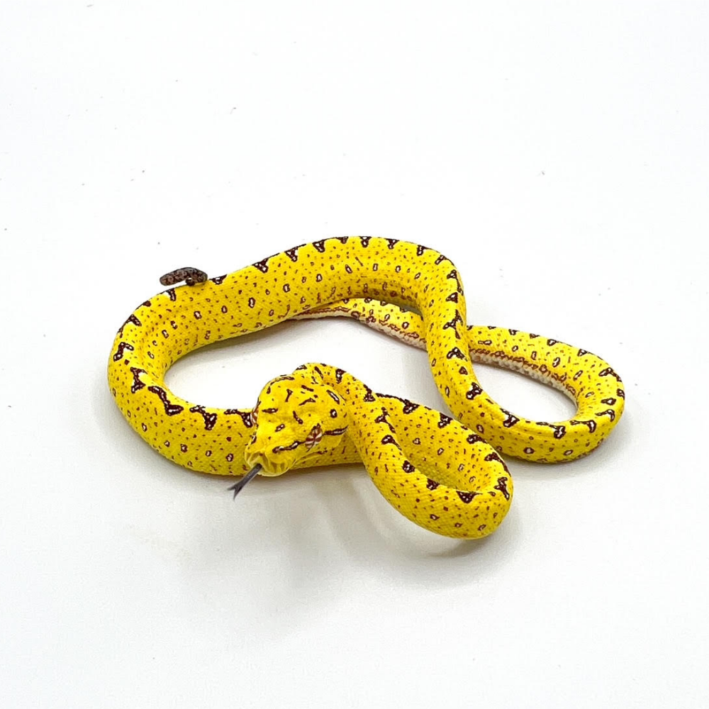 Green Tree Python