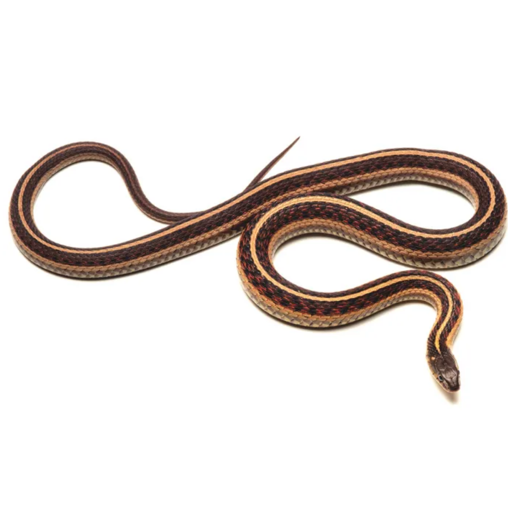 Garter Snake | Thamnophis Guide