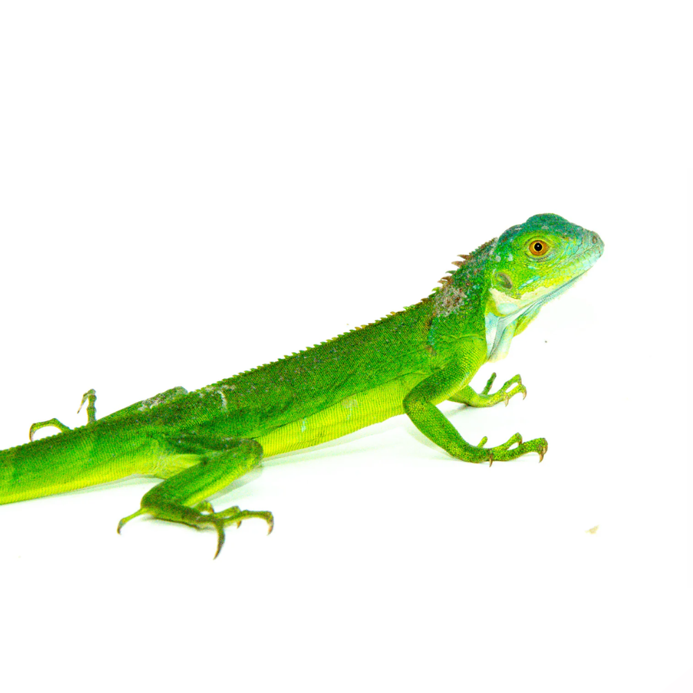 Green, Red & Blue Iguanas (Iguana iguana) – Captive-Bred Colour Morphs