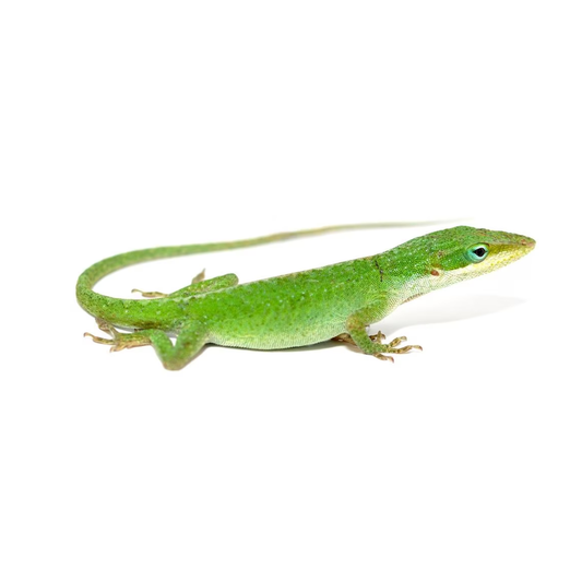 Green Anole (Anolis carolinensis) – Captive-Bred Arboreal Lizard | Active Display Reptile