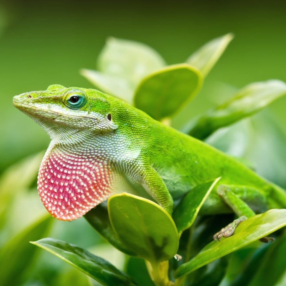 Green Anole (Anolis carolinensis) – Captive-Bred Arboreal Lizard | Active Display Reptile