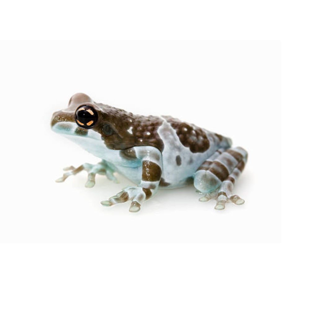 Amazon Milk Frog (Trachycephalus resinifictrix) | Exotic Tropical Amphibian
