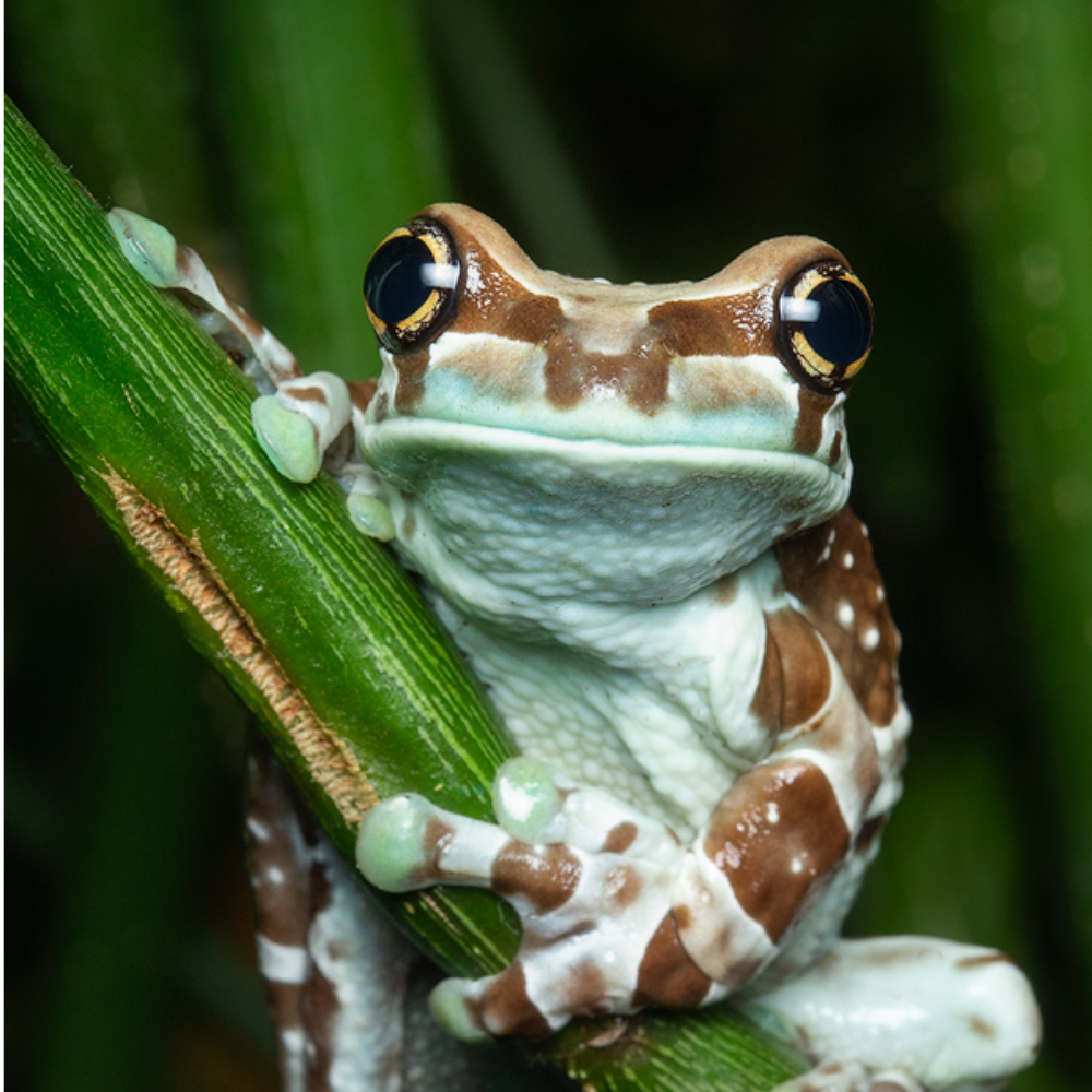 Amazon Milk Frog (Trachycephalus resinifictrix) | Exotic Tropical Amphibian