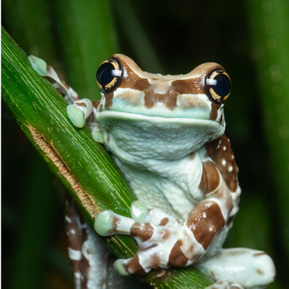Amazon Milk Frog (Trachycephalus resinifictrix) | Exotic Tropical Amphibian