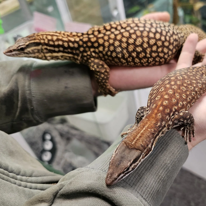 Red Ackie Monitor (Varanus acanthurus acanthurus) –