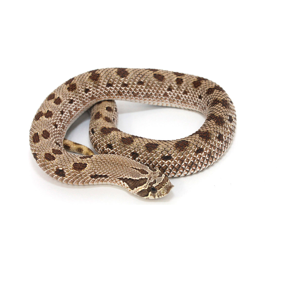 Western Hognose Snake – Conda Morph (Heterodon nasicus)