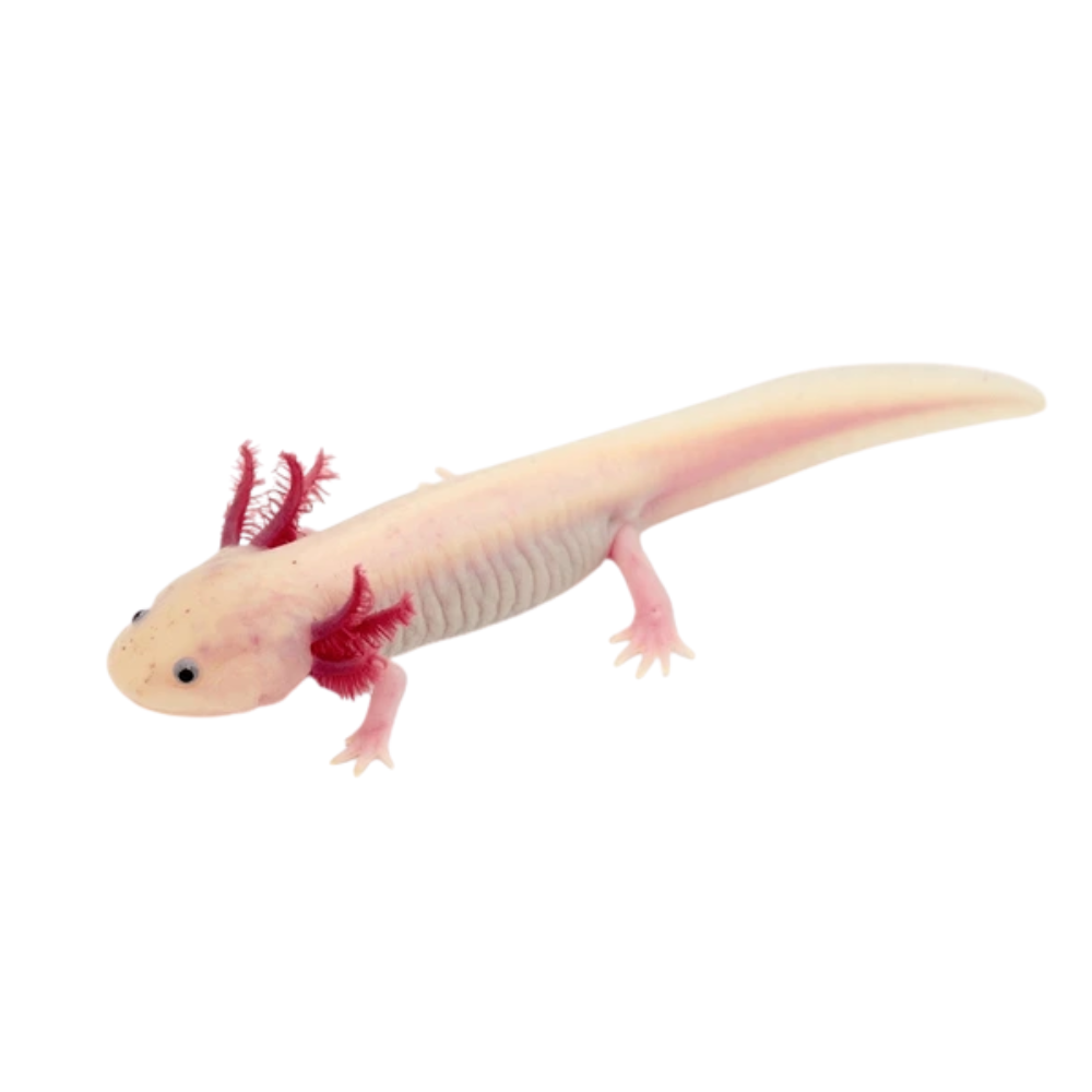 Axolotl