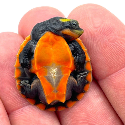 Pink-Bellied Side-Neck Turtle (Emydura subglobosa) — For Sale