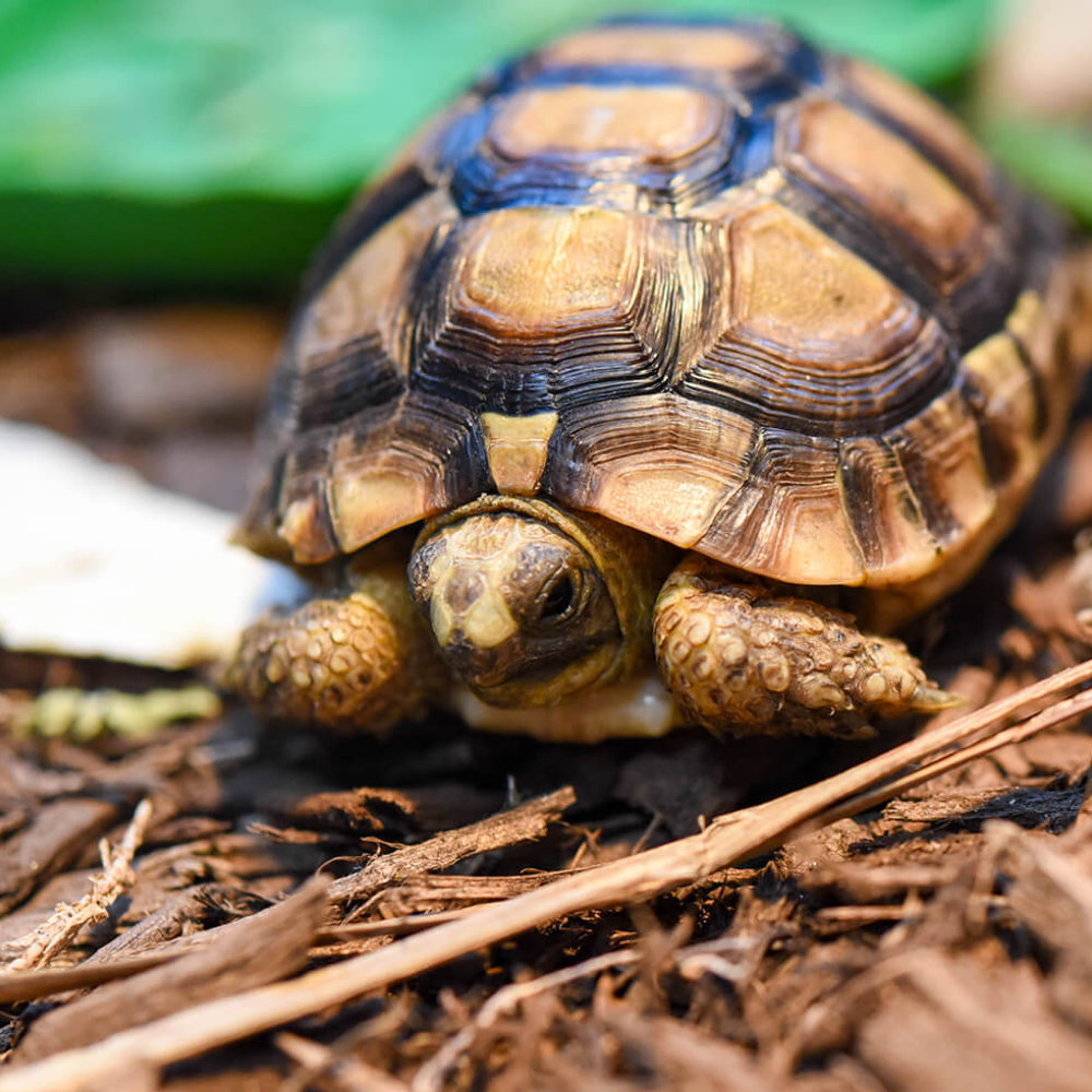 Greek Tortoise (Testudo graeca ) - CB