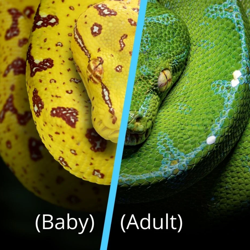 Green Tree Python