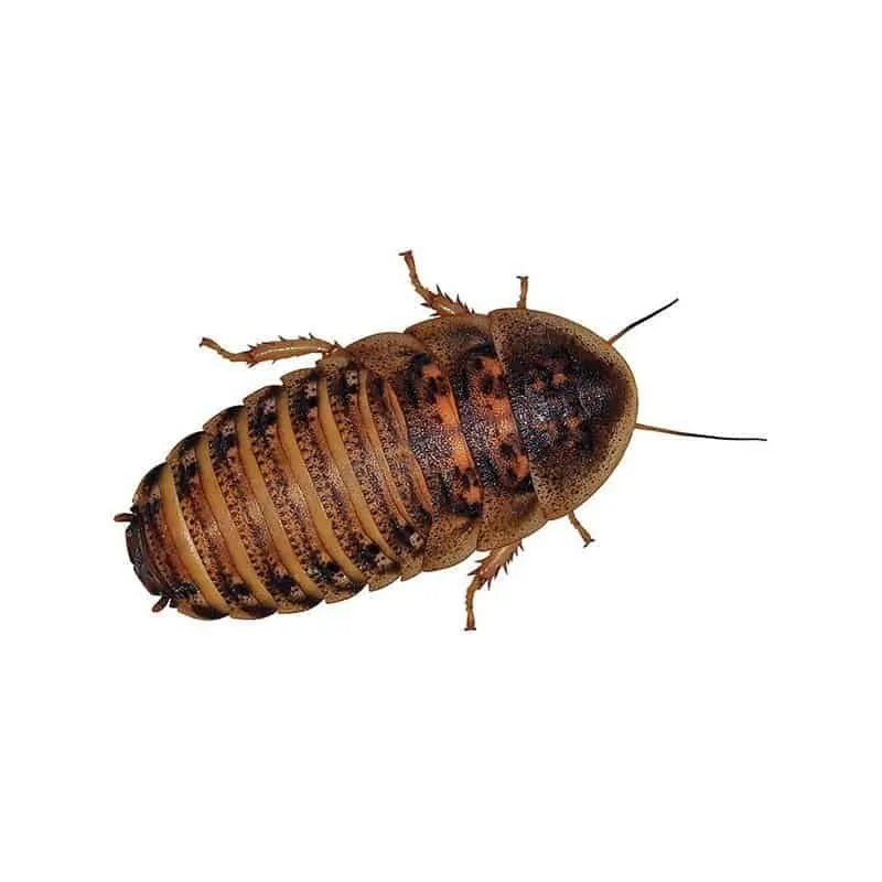 Dubia Roach Medium 12Pc – Naturepride