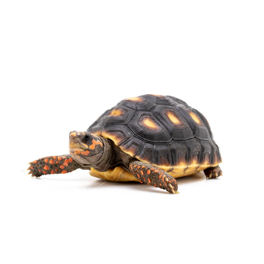 Redfoot Tortoise