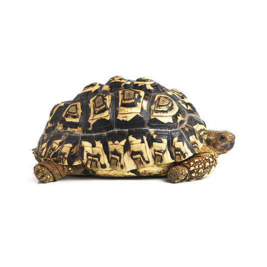 Leopard Tortoise