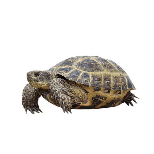 Horsefield  Tortoise