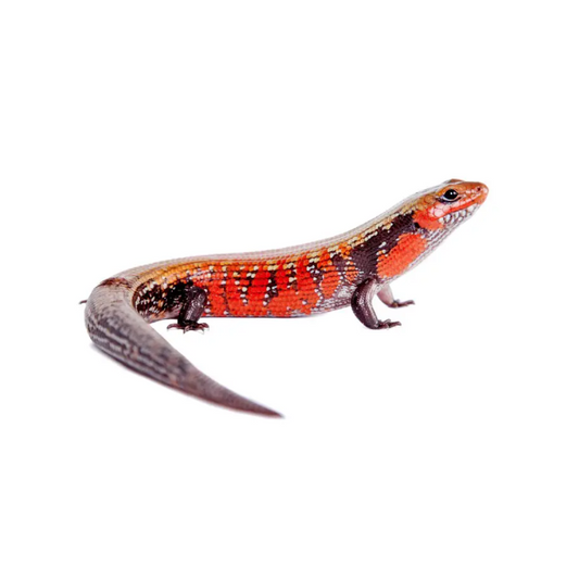 Fire Skink