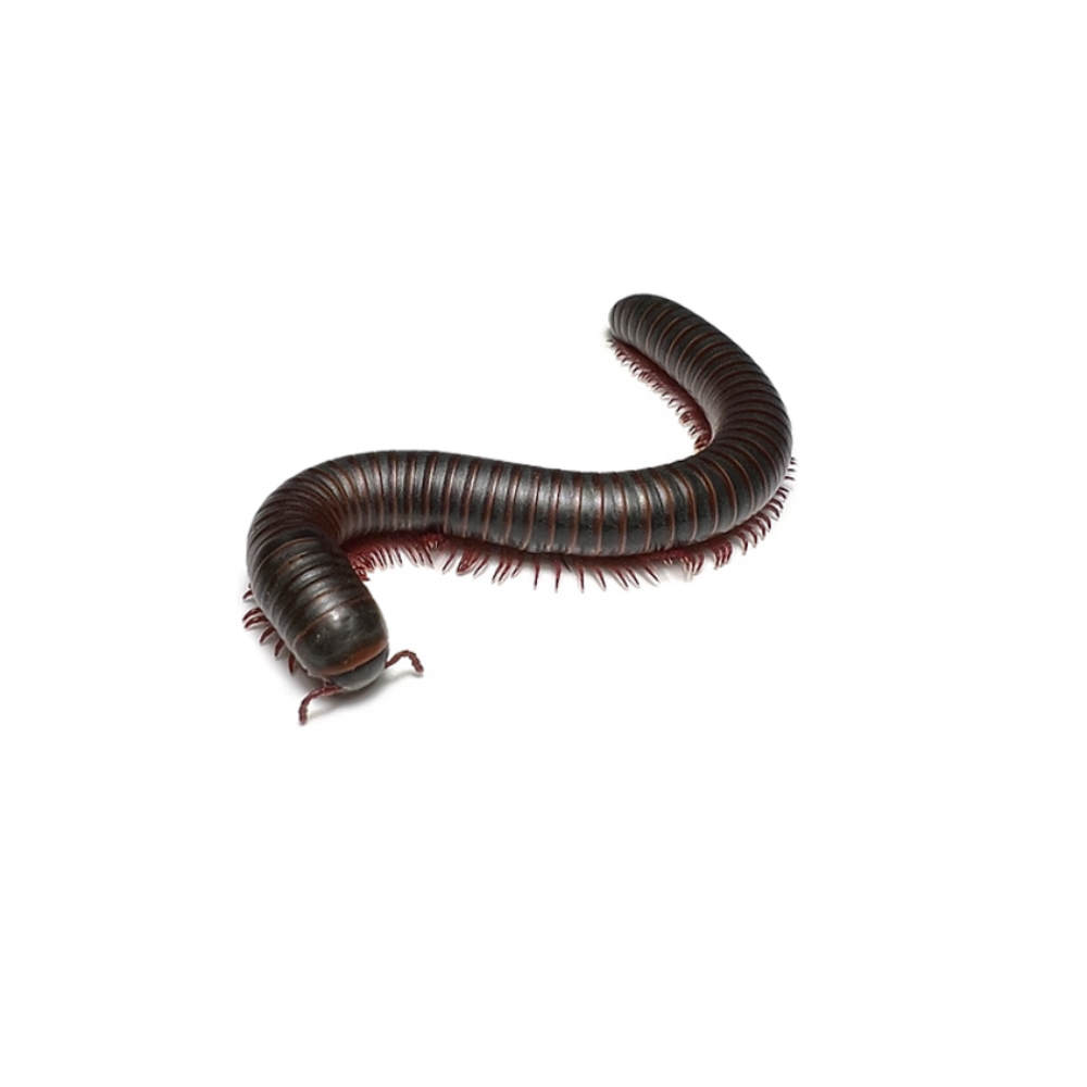 African Giant Millipede