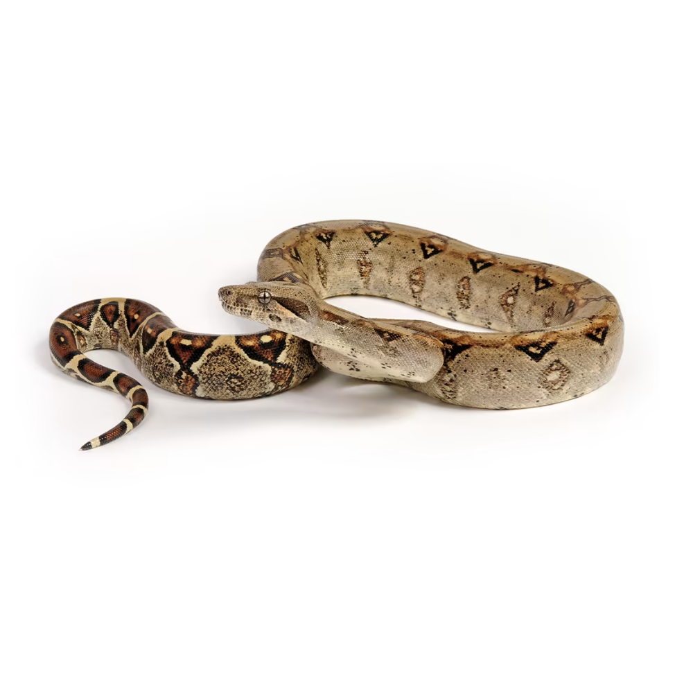 RedTail Boa