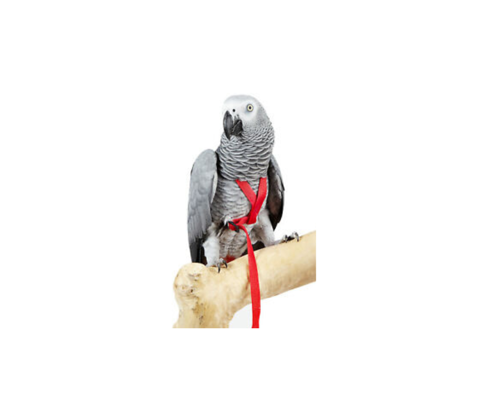 Bird Harness