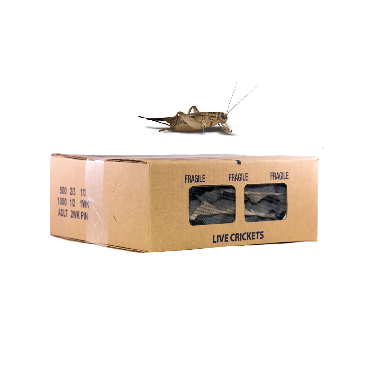 Crickets Bulk  250 - 1000 Pcs